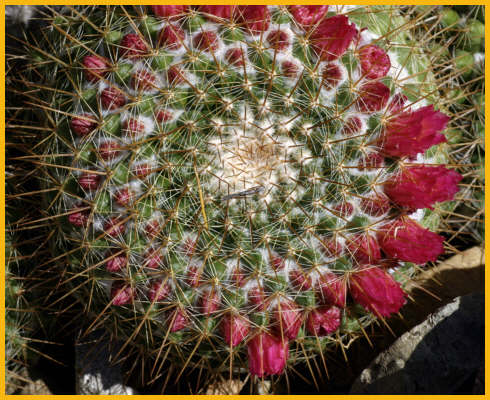 Fishook Pincushion Cactus