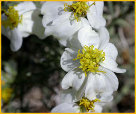 Shepherds Needle