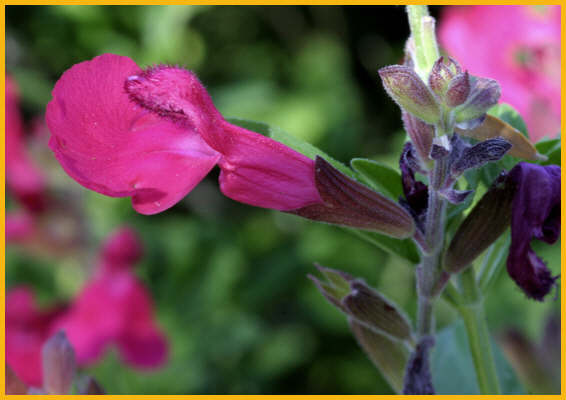 Rosy Desert Beardtongue