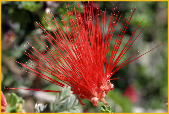 Baja Fairy Duster