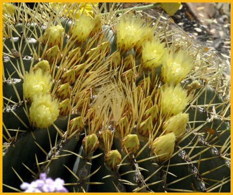 California Barrel Cactus