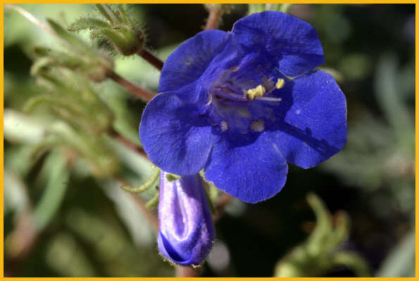 Desert Bluebell