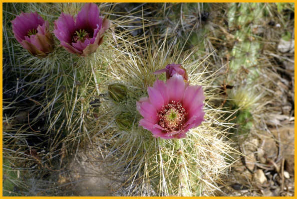 Robust Hedgehog cactus
