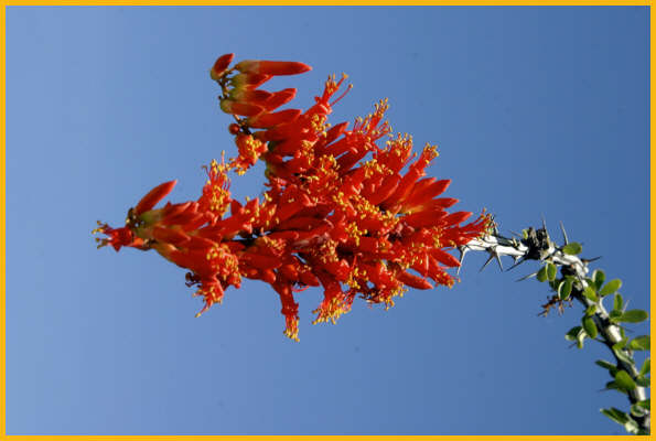 Ocotillo Cactus