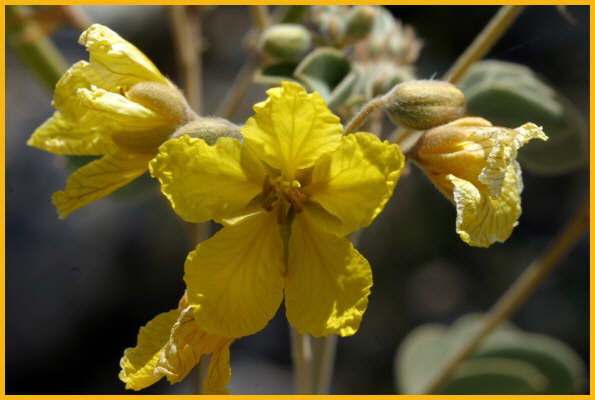 Monkeyflower