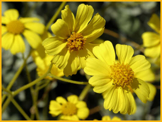 Leafy-stem Coreopsis