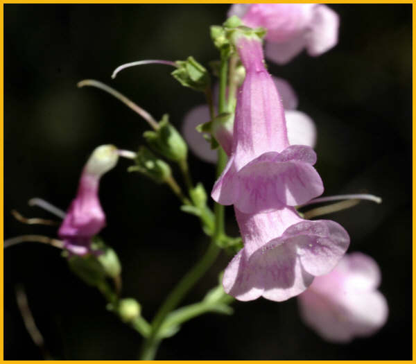 Parry's Penstemon