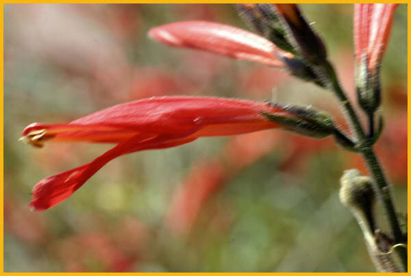 Chuparosa
