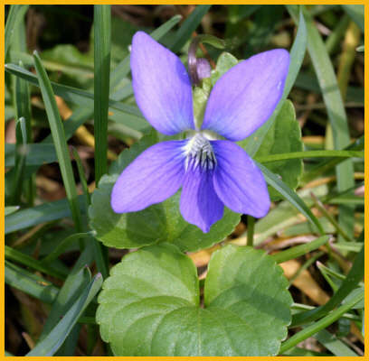 Common Blue Violet