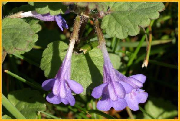Ground Ivy