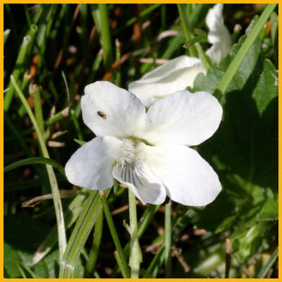 Sweet White Violet