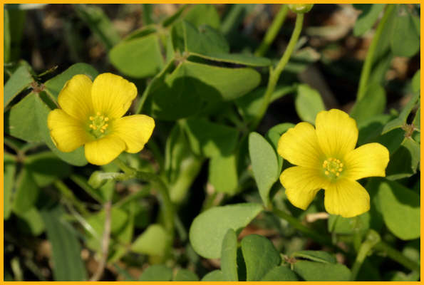 Yellow Wood Sorel