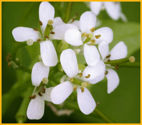 Pennsylvania Bittercress
