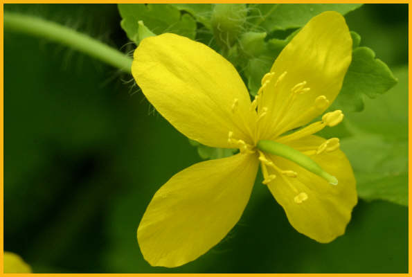 Celendine