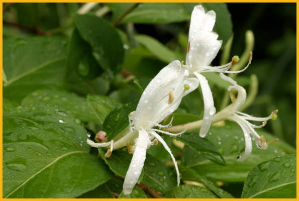 Japanese Honeysuckle