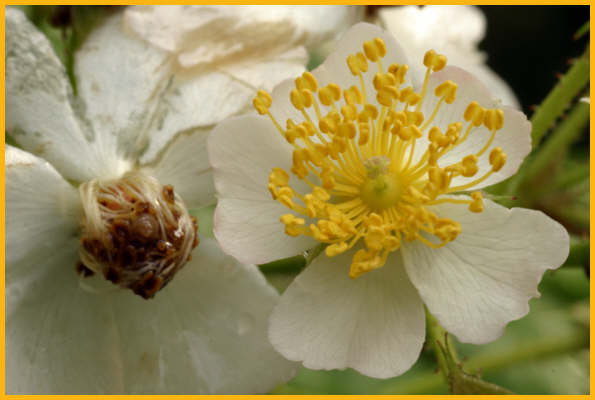 Thimbleberry