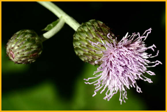 Canada Thistle