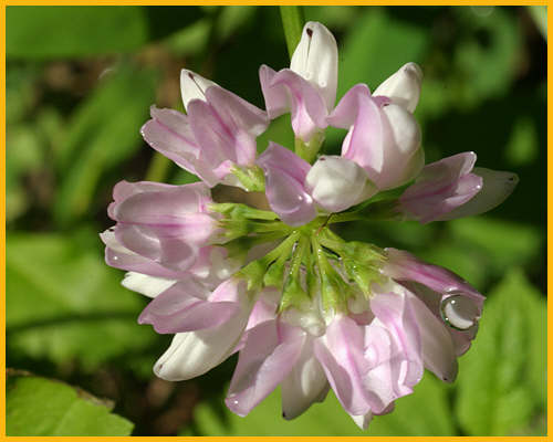 Crown-vetch