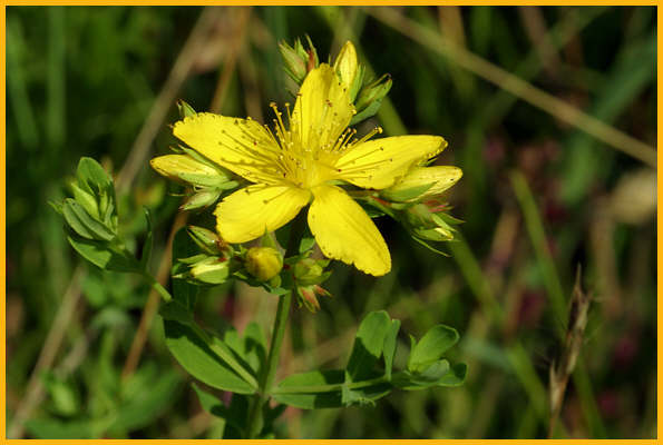 Common St.-John's-wort