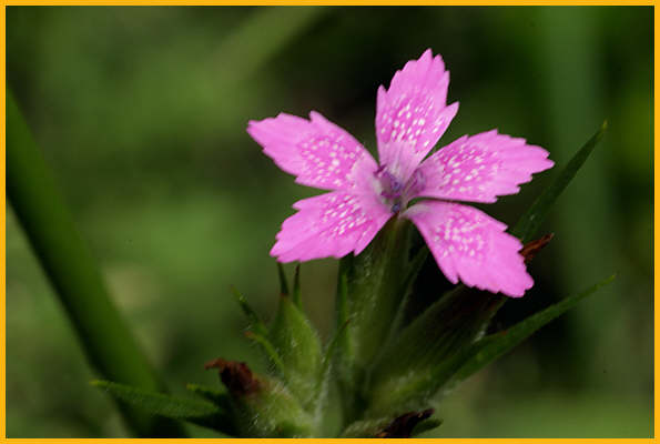 Deptford Pink