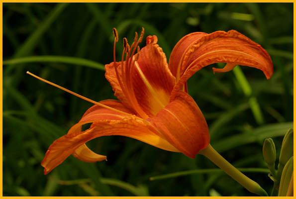Daylily
