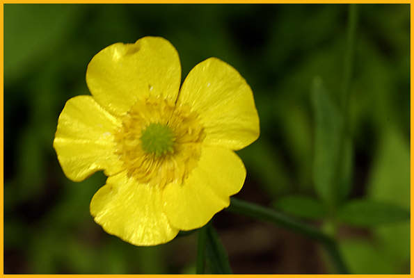 Common Buttercup