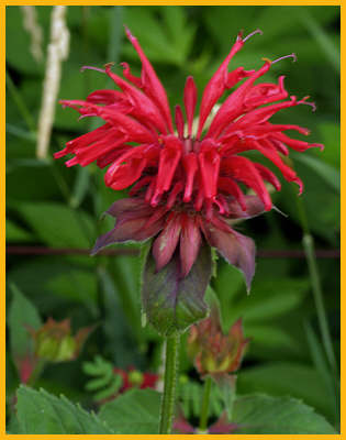 Beebalm