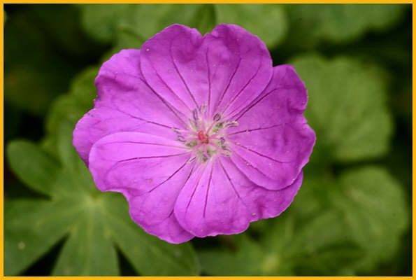 Wild Geranium