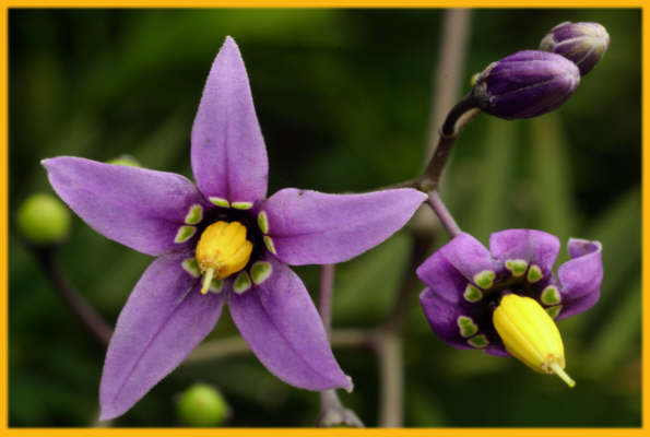 Climbing Nightshade