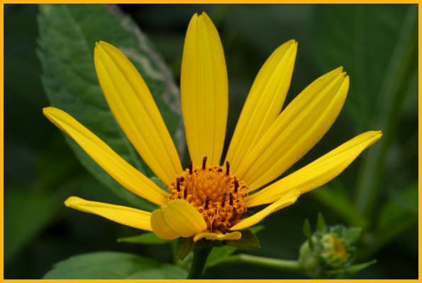 Oxeye