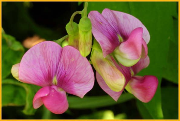 Butterfly Pea