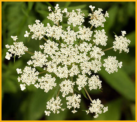 Queen Anne's Lace