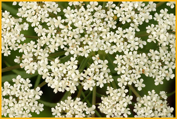 Queen Anne's Lace