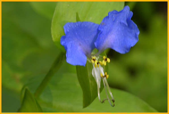 Asiatic Dayflower