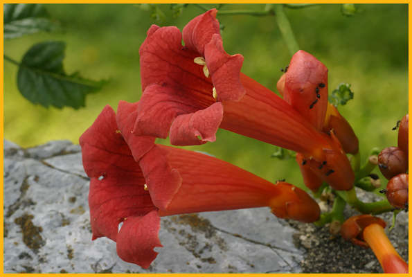 Trumpet Vine