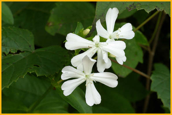 Biennial Beeblossom