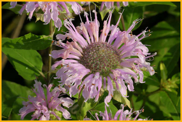 Wild Bergamot