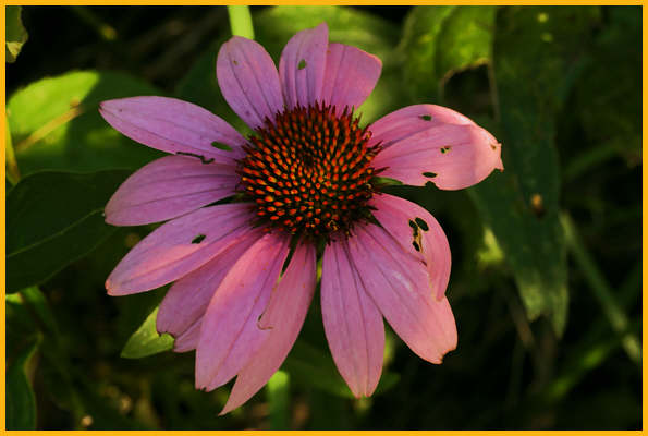 Eastern Purple Coneflower