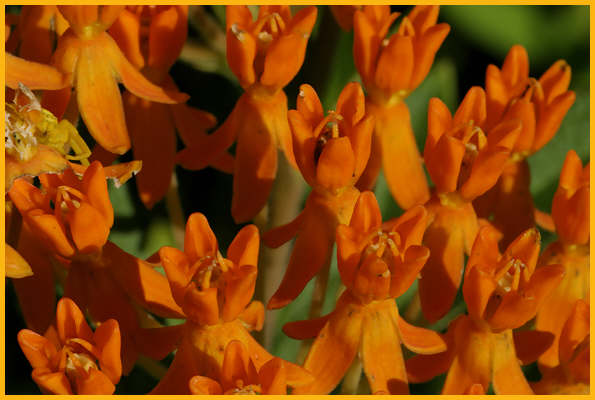Butterfly Weed