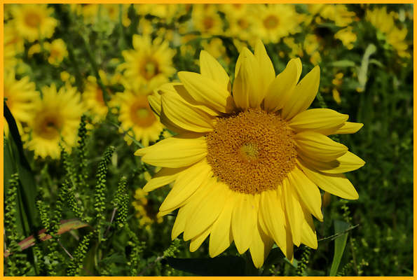 Giant Sunflower