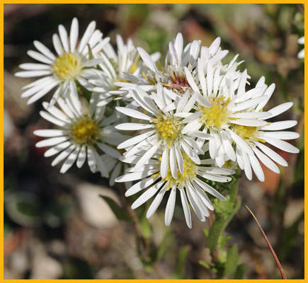 Engelmann's Aster