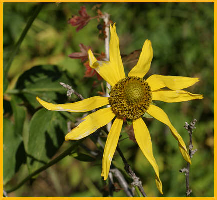 Cutleaf coneflower