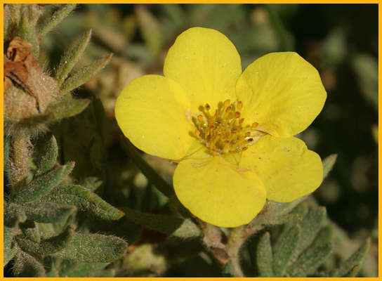 Bushy Cinquefoil