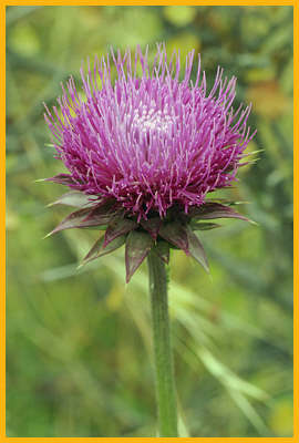 Musk Thistle
