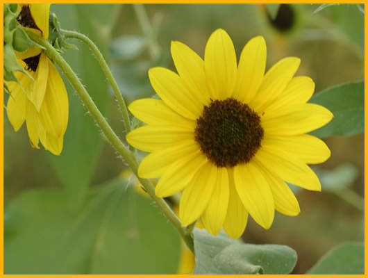 Maximilian's Sunflower