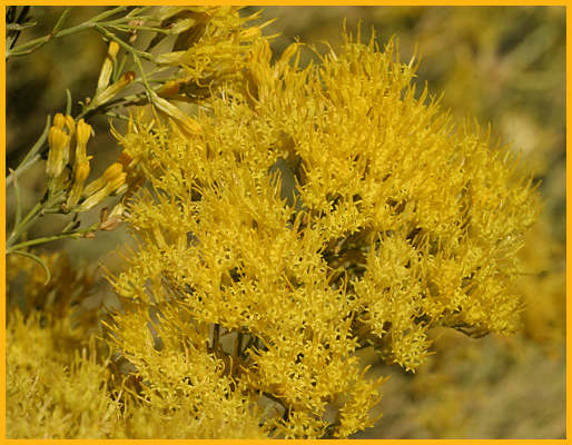 Rabbit Brush