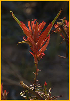 Giant Red Paintbrush
