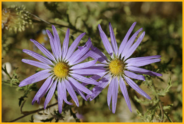False Tahoka Daisy