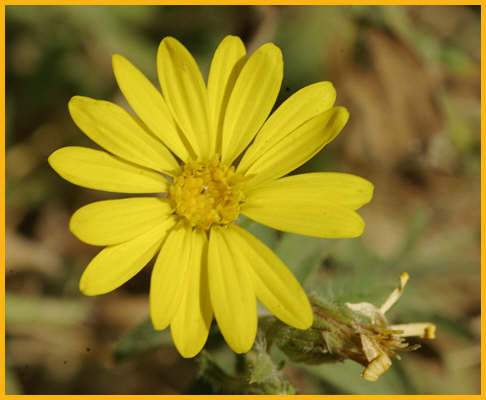 Woolly Paperflower