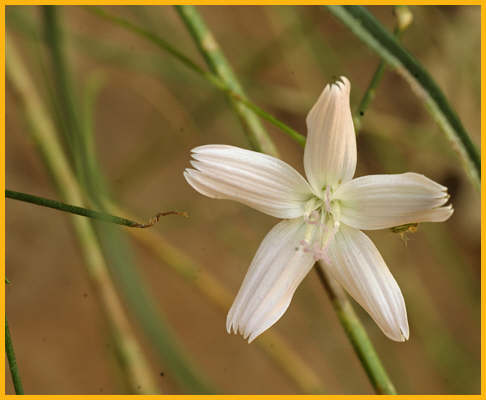 Wirelettuce